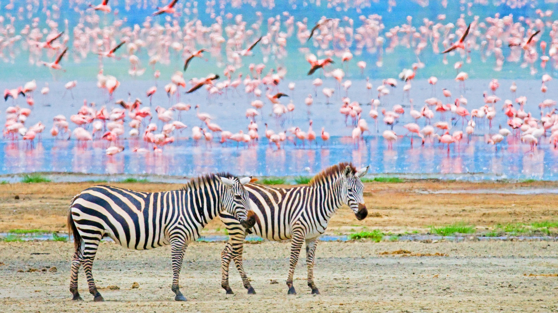 4 DAYS INTO THE WILD - SERENGETI AND NGORONGORO CRATER - Image - 7747